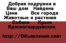 Добрая подружка,в Ваш дом!!!Найдена › Цена ­ 10 - Все города Животные и растения » Собаки   . Крым,Красногвардейское